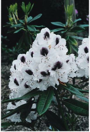 Rhodo Sappho